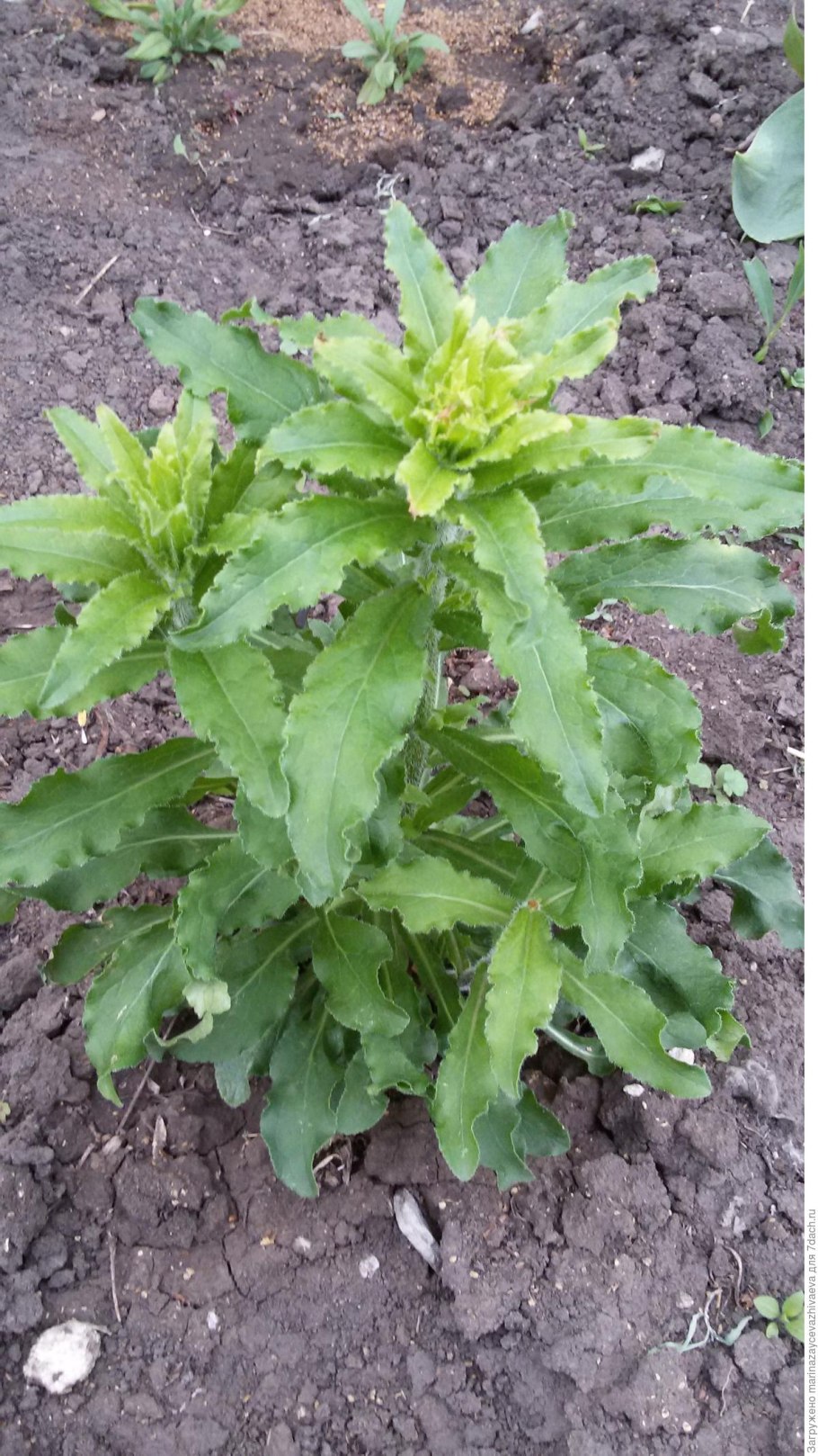 Трава усьма