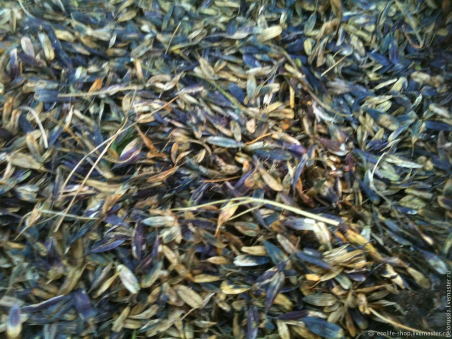 Трава вайда красильная