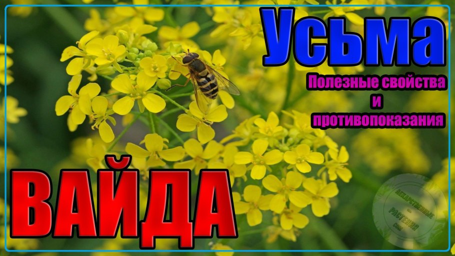 Равгани Паркер