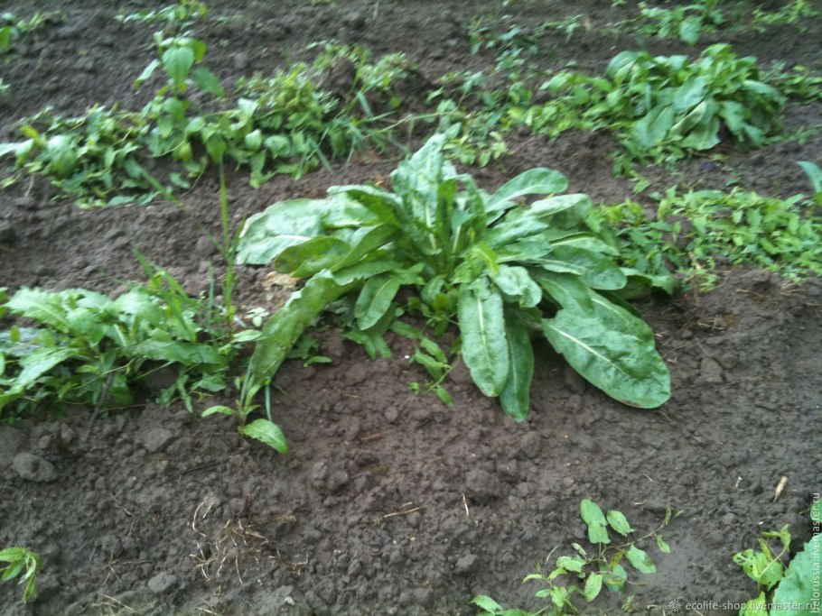 Трава усьма