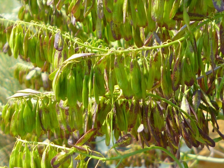 Растение усьма для волос