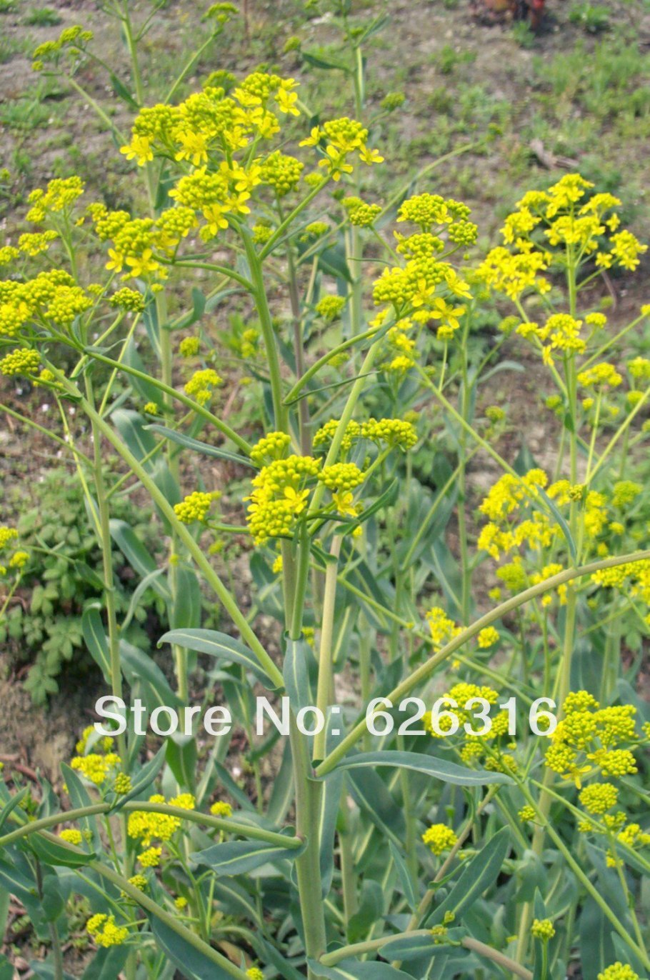 Усьма на балконе