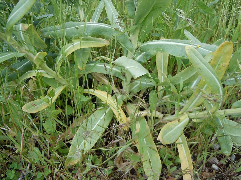 ООО "Аляска полоса" сок листьев усьмы