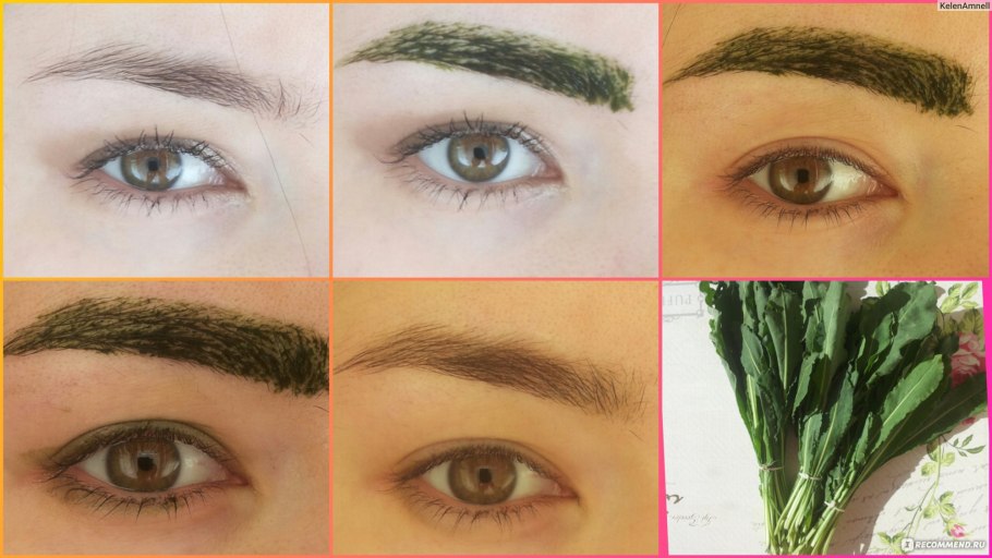 Усьма Вайда красильная