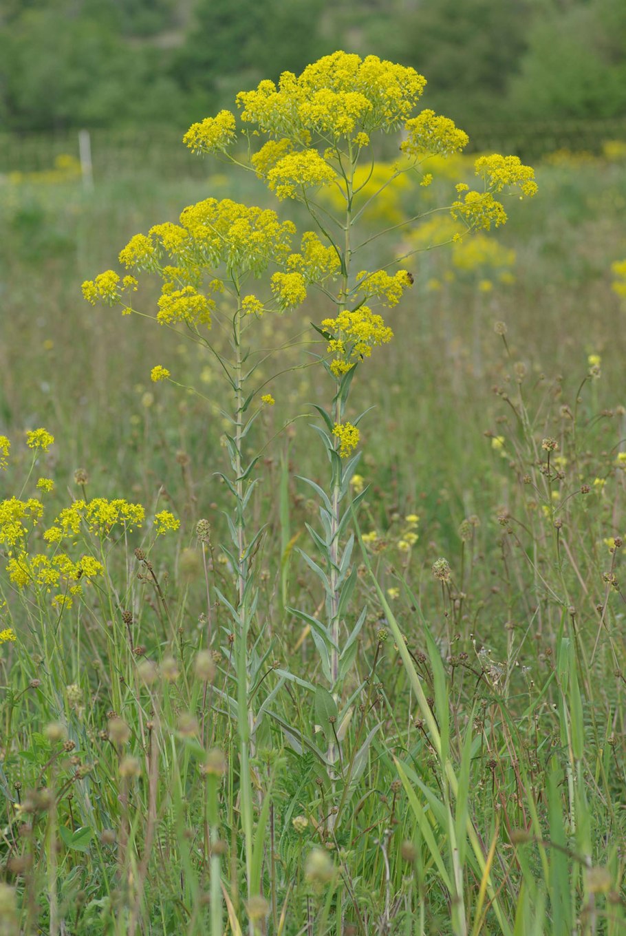 Усьма Вайда красильная