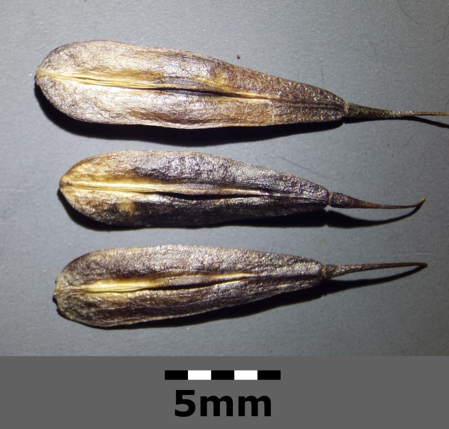 Усьма орехи