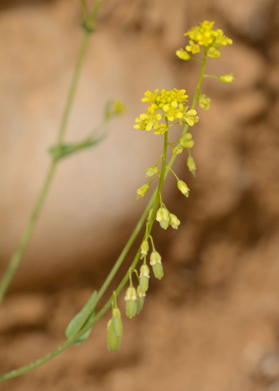 Трава усьма семена