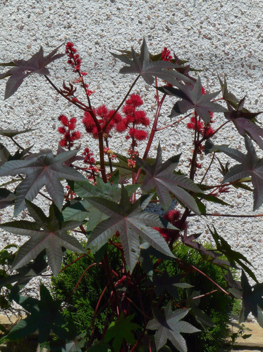 Клещевина обыкновенная (Ricinus communis l)