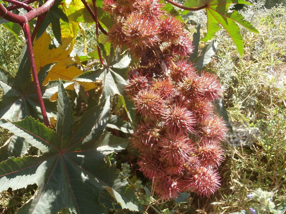 Клещевина (Ricinus communis) Impala