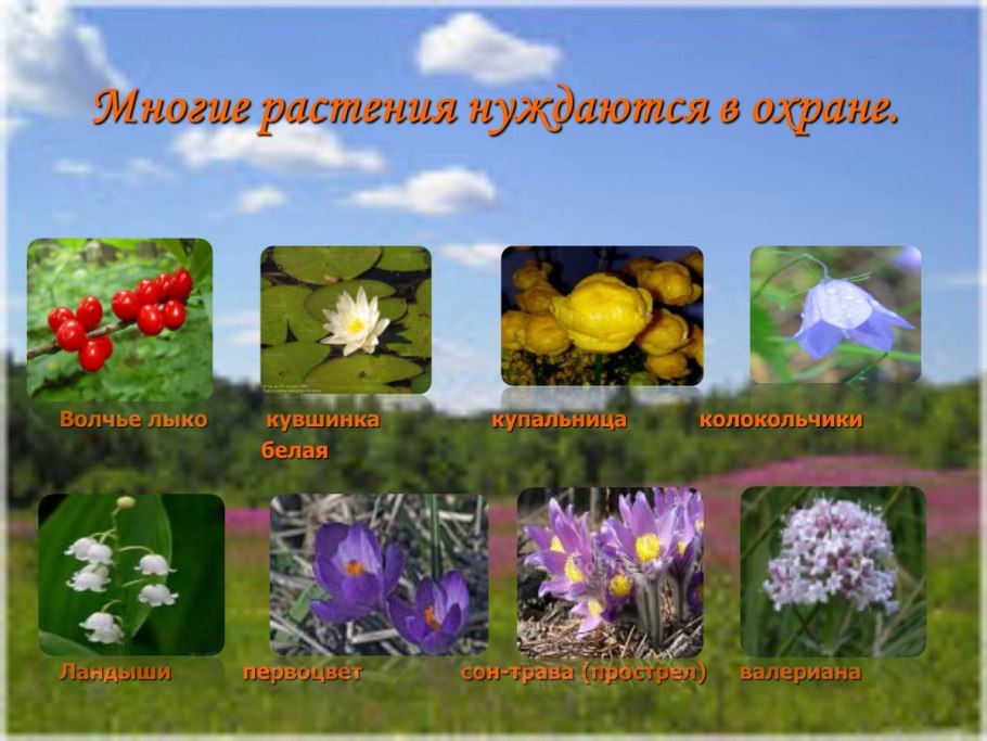 Растения нуждаются в охране