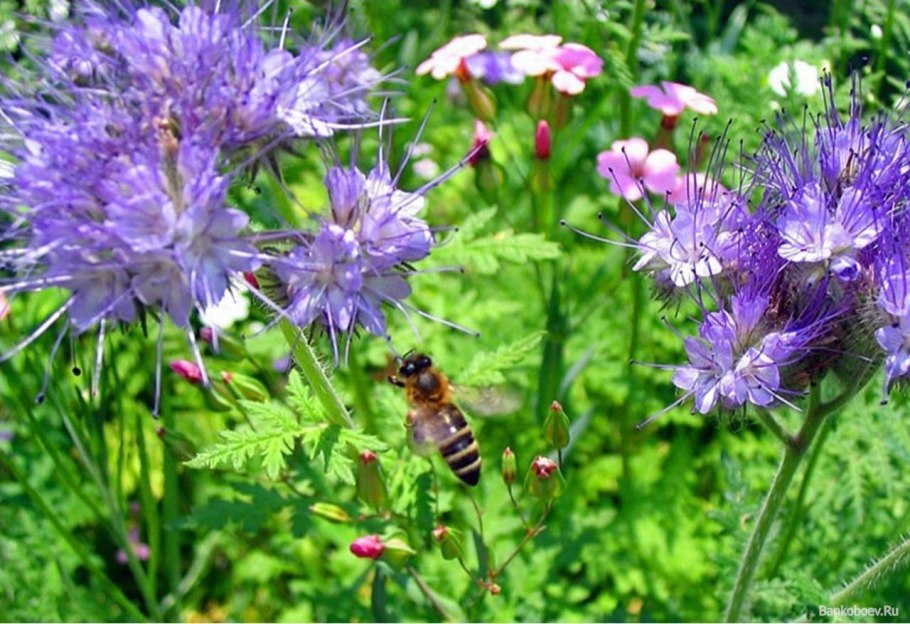 Растения Луга Иван чай