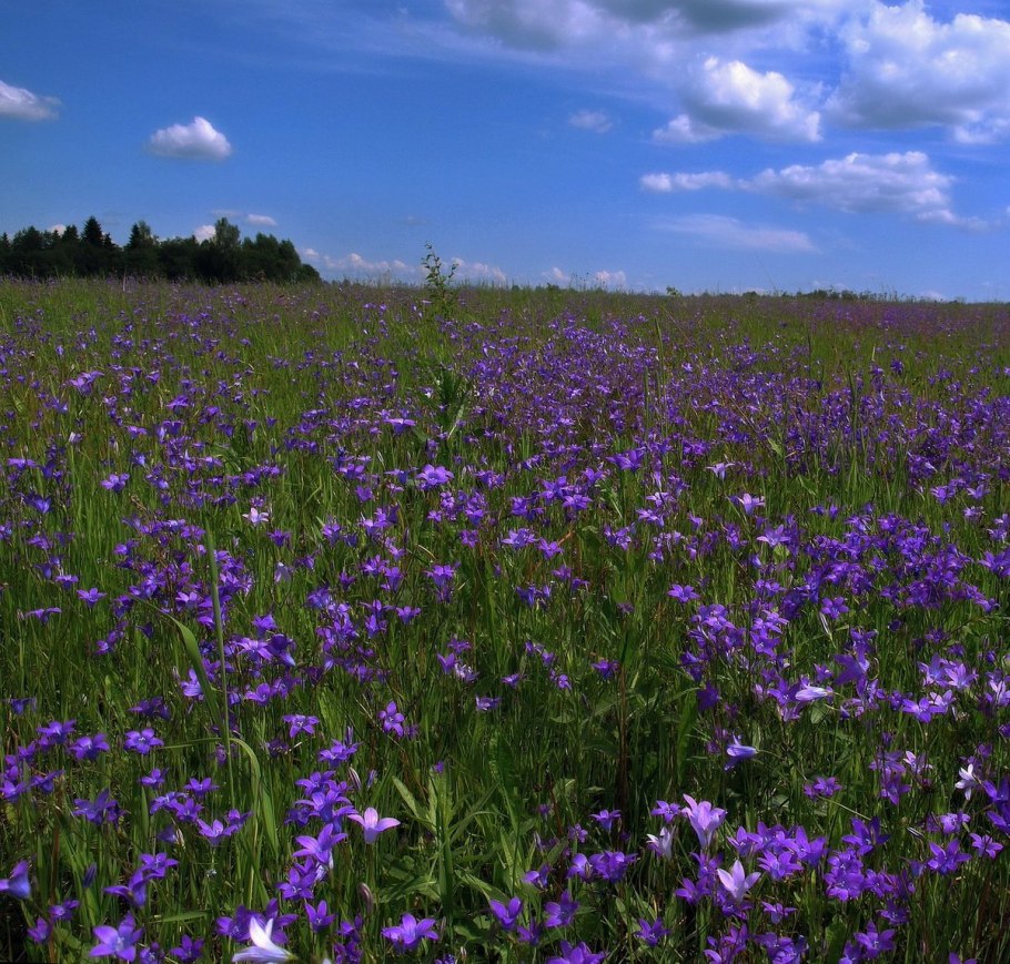 Лиственные породы деревьев