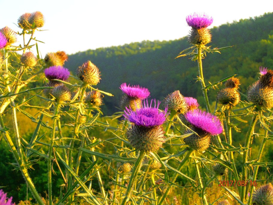 Арктические и антарктические пустыни животные и растения