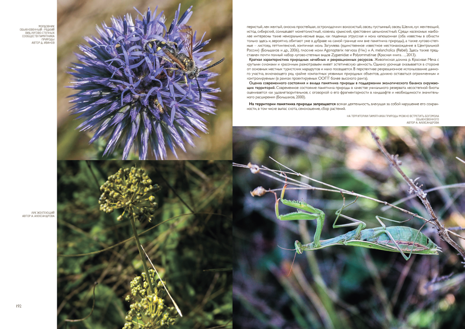 Степной Дубик