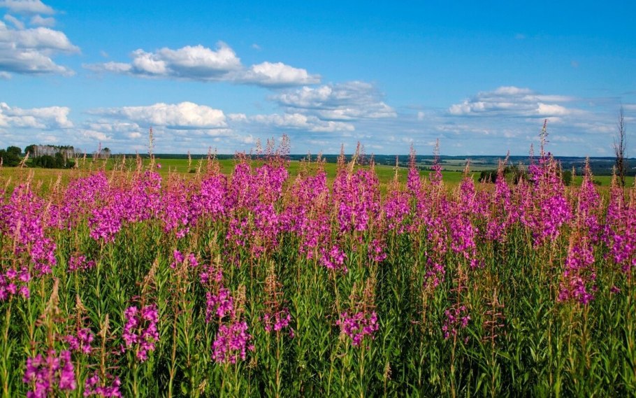 Кипрей Степной