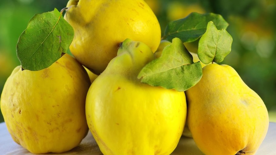 Айва Азербайджанская