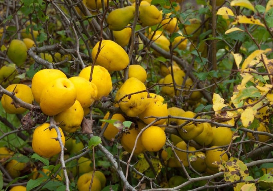 Лимонник айва