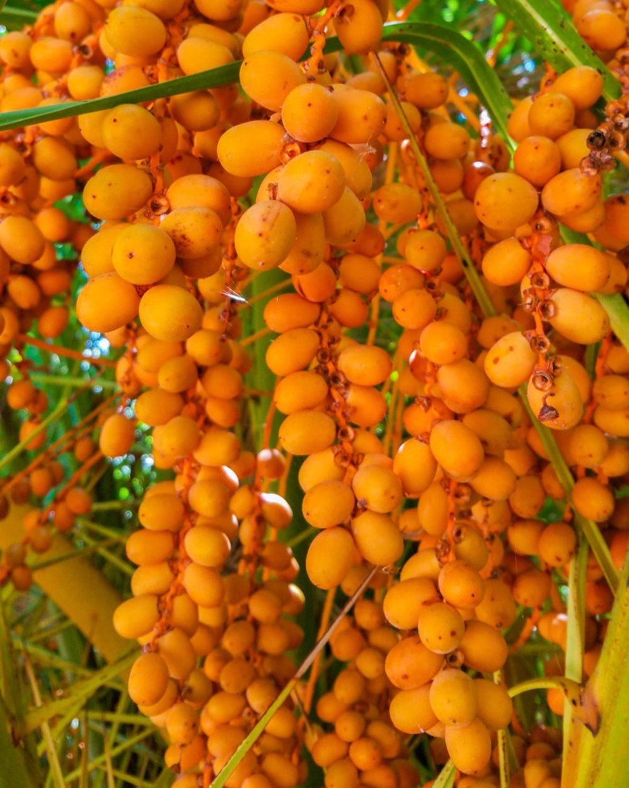 Манго финики папайя