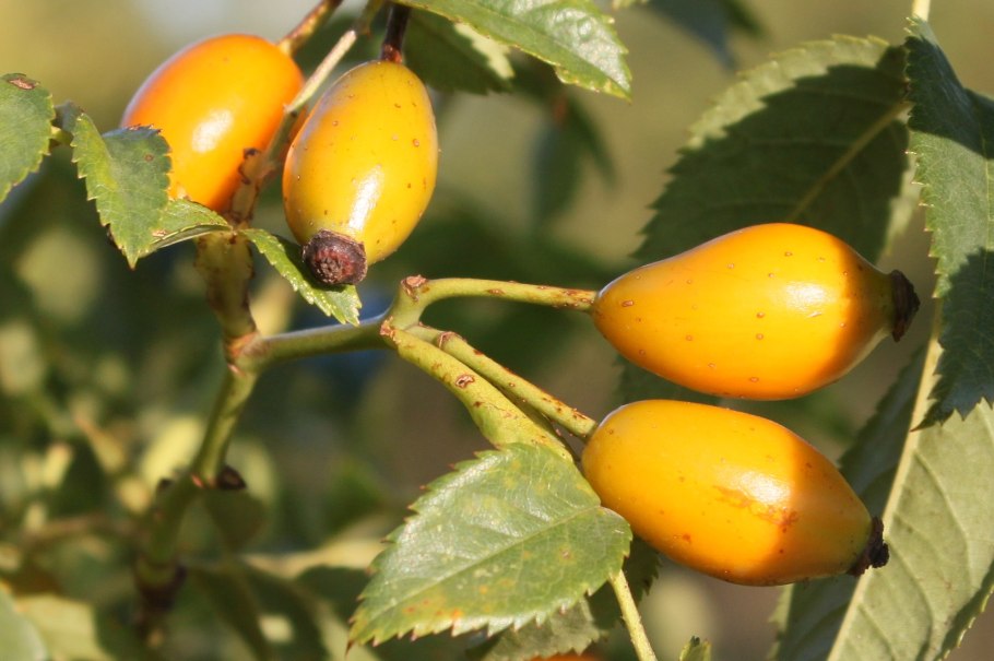 Rosa Canina Fruit