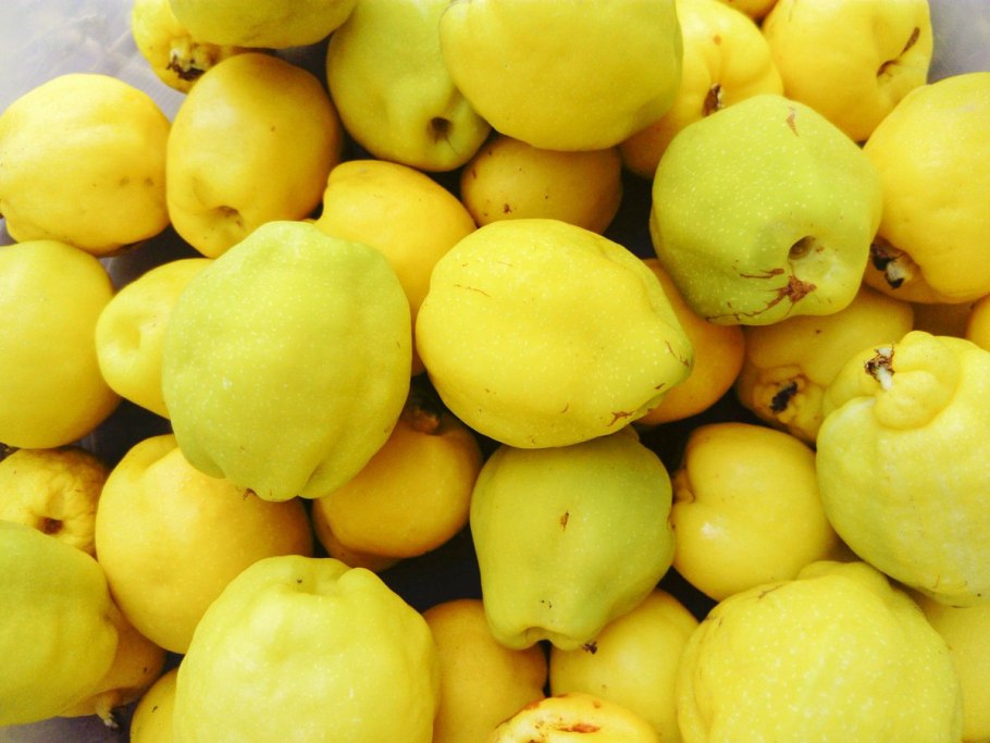 Лимонник китайский желтый