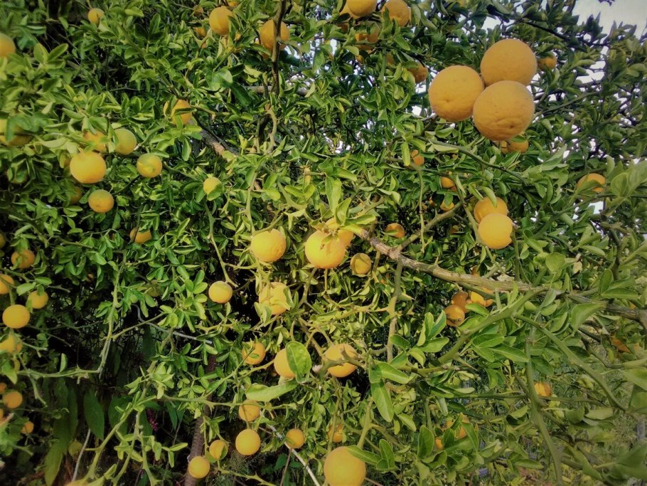 Кумкват цукаты