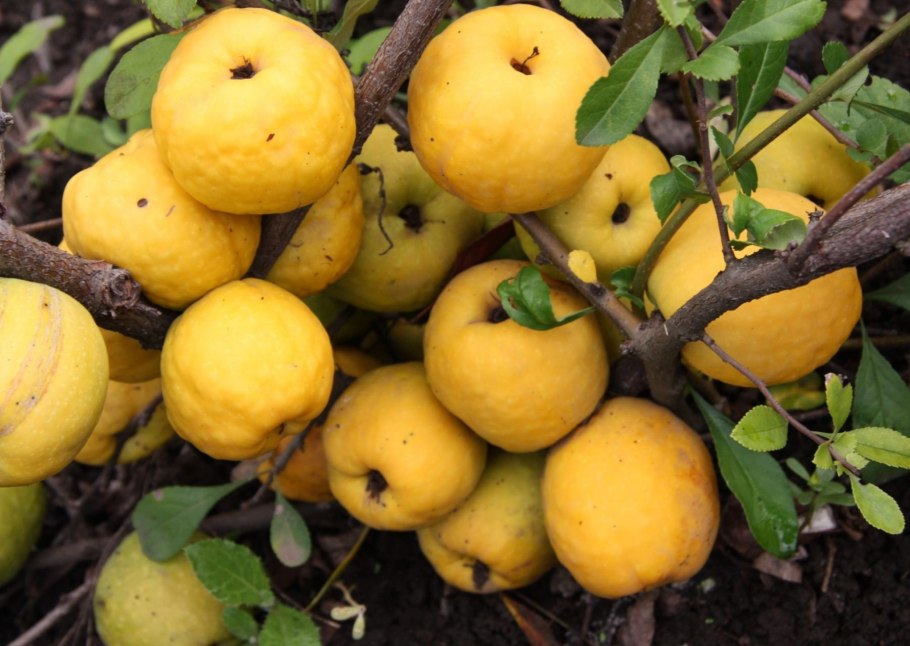 Мушмула Морозко