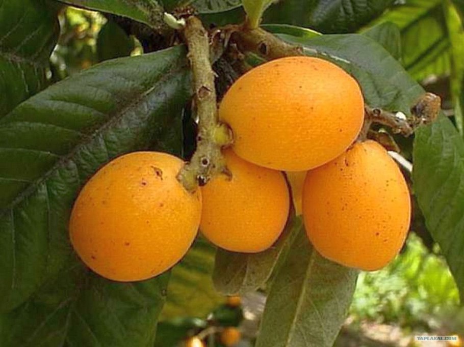 Дикий цитрус в Абхазии