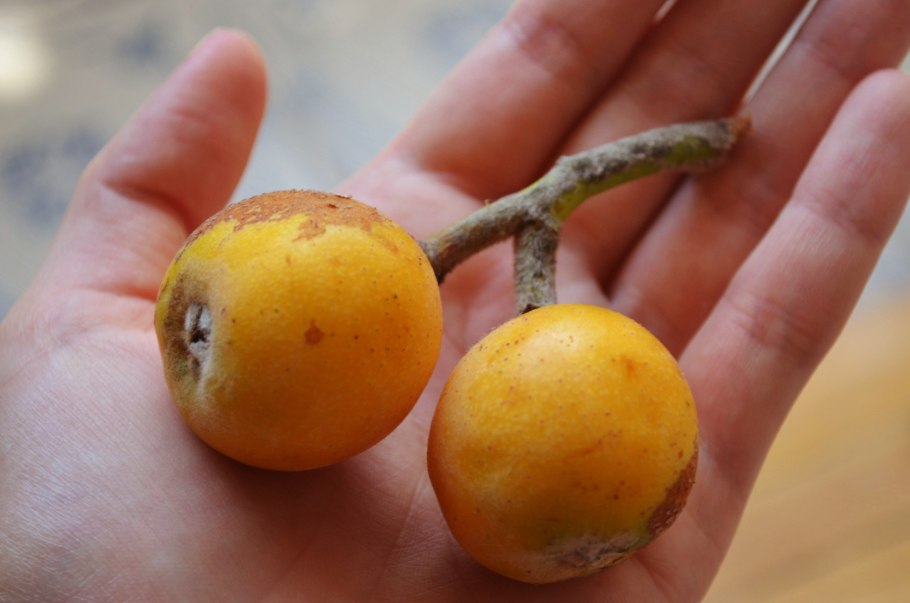 Фрукты в Грузии мушмула