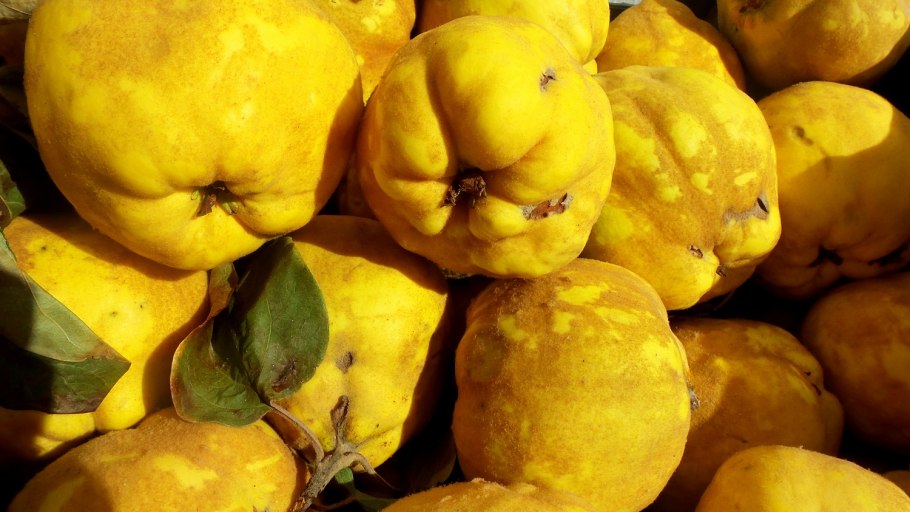 Айва узбекская