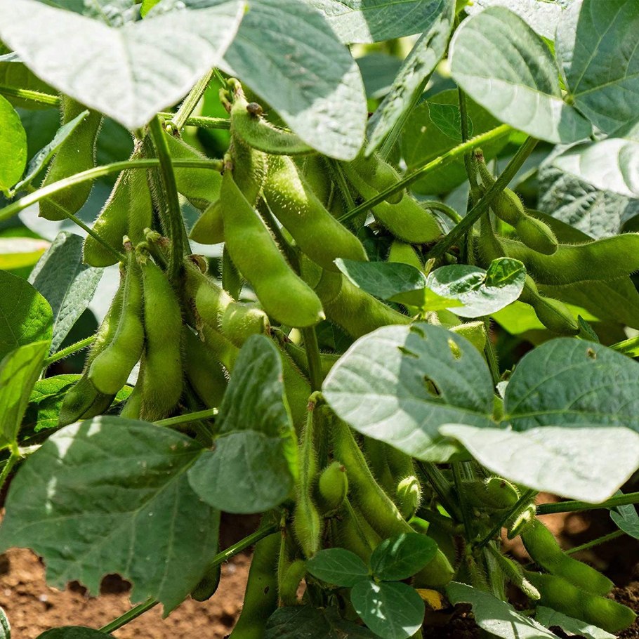 Соя культурная (Glycine hispida)
