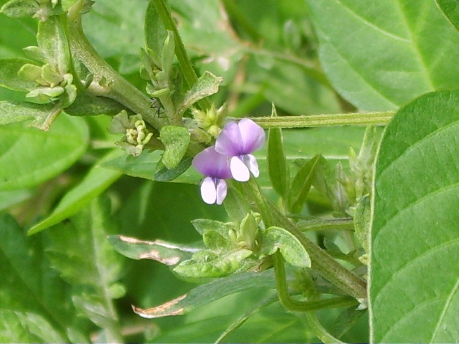 Соя ( Glycine Max l.)