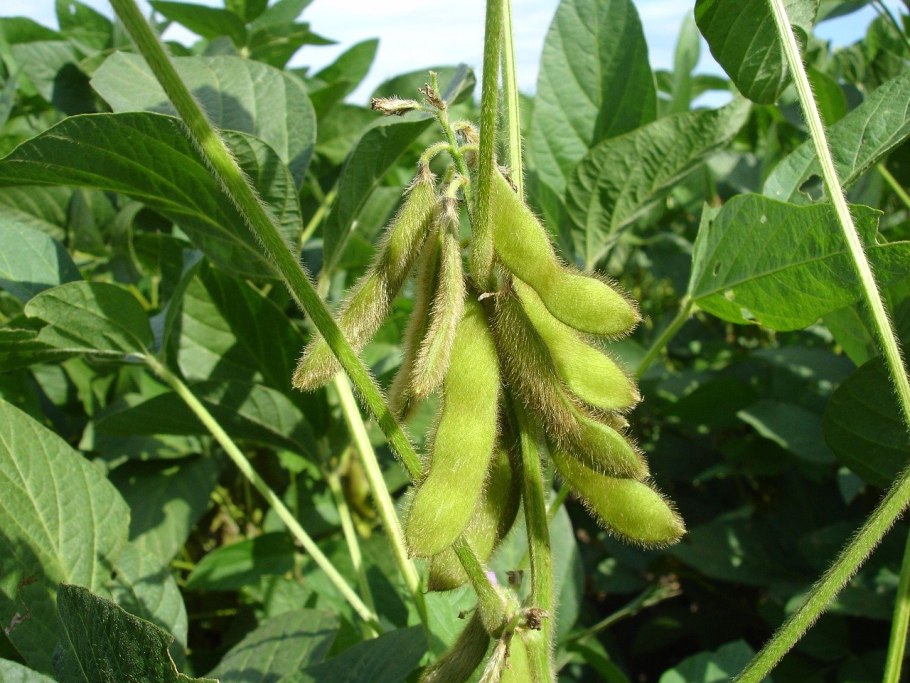 Соя ( Glycine Max l.)
