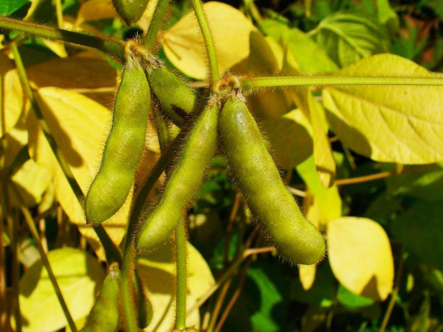 Соя — Glycine hispida
