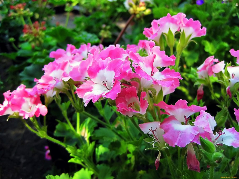 Годеция на клумбе