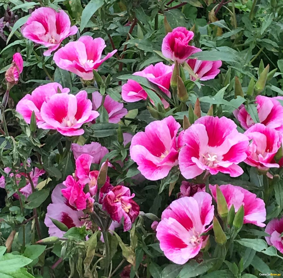 Годеция махровая Азалия