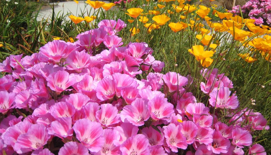 Эшшольция кларкия