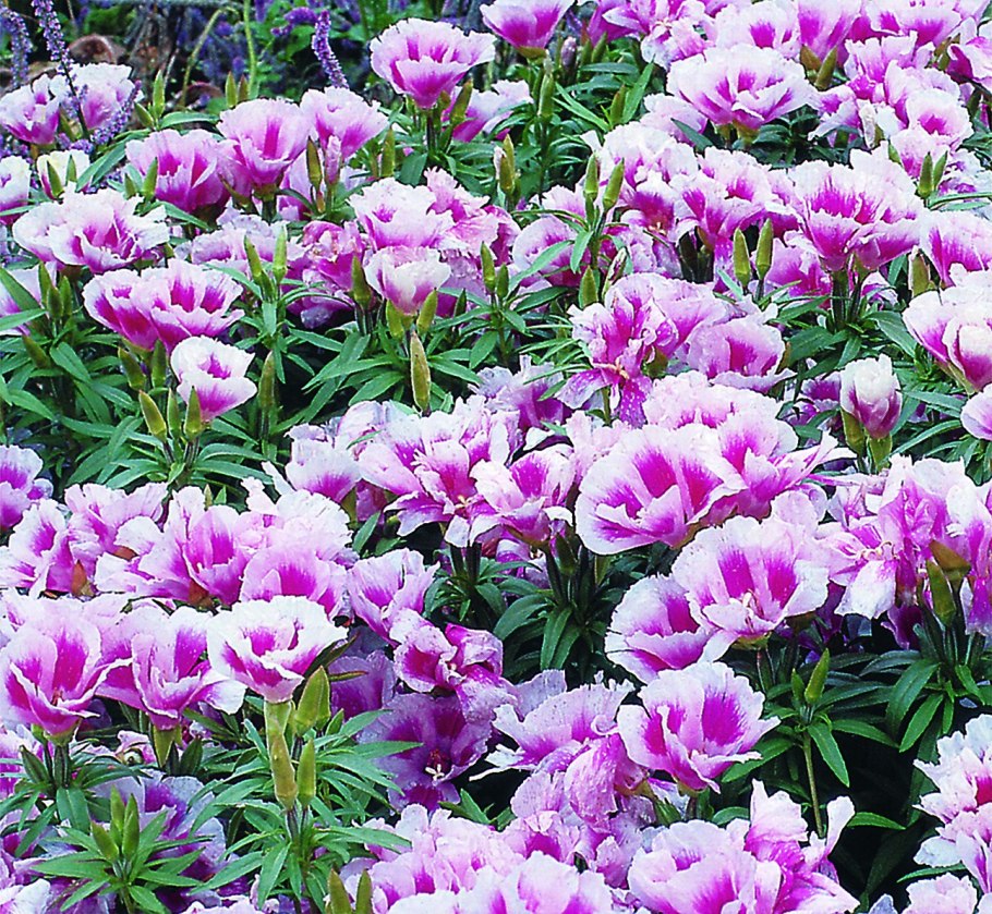 Цветы годеция Монарх