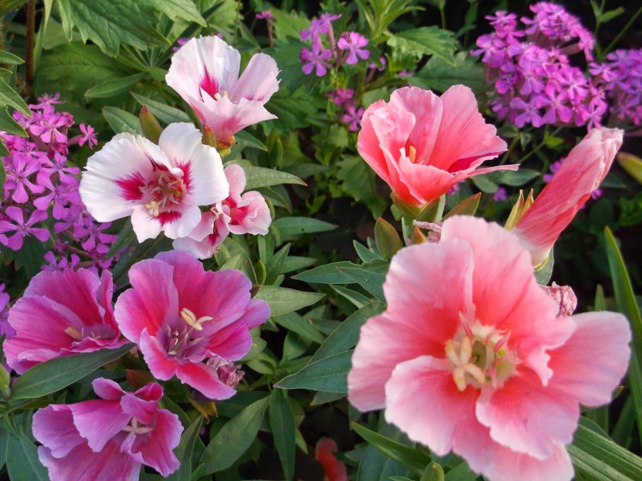 Годеция махровая Азалия