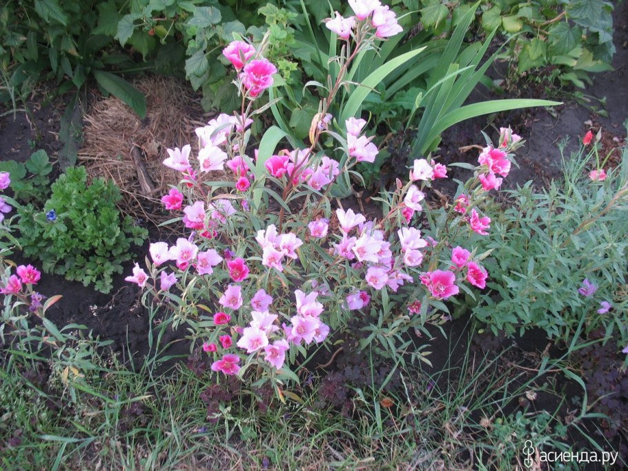 Годеция азалиецветковая