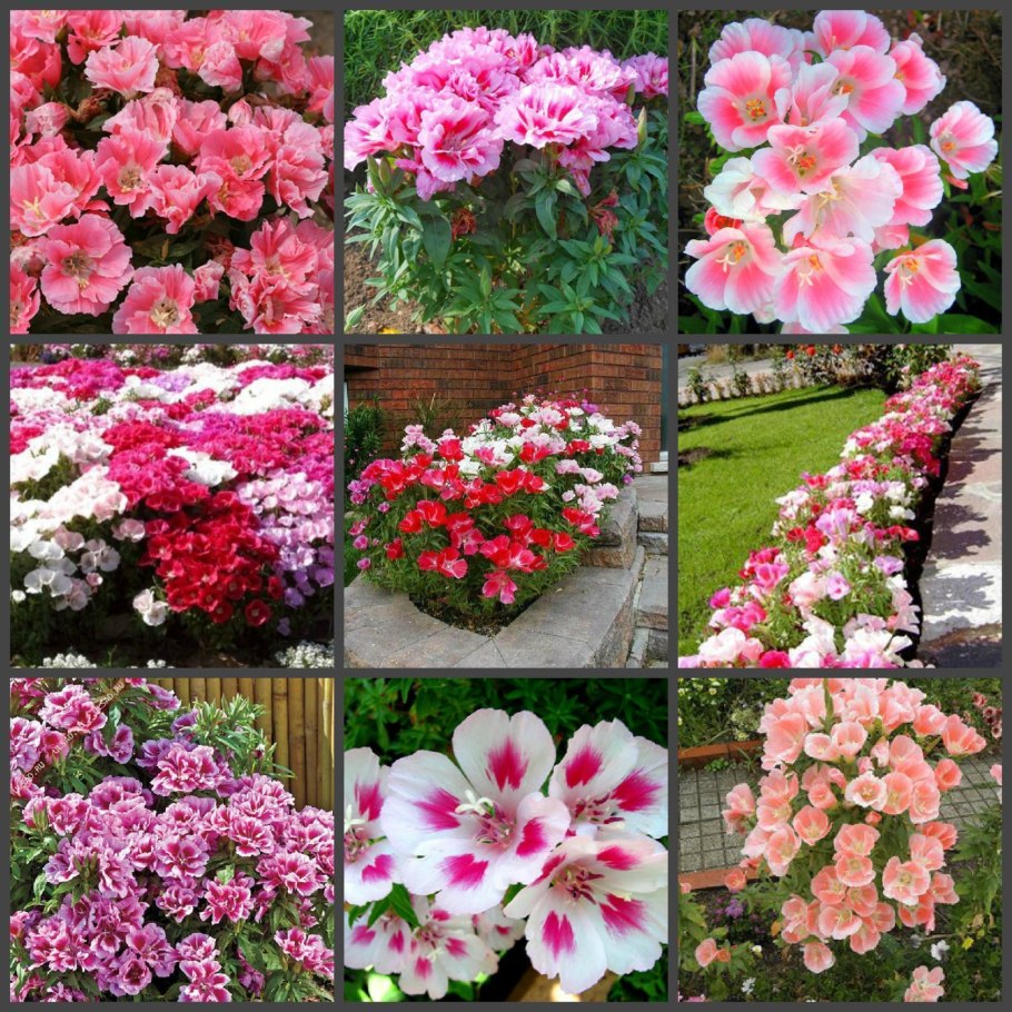 Годеция Рембрандт махровая