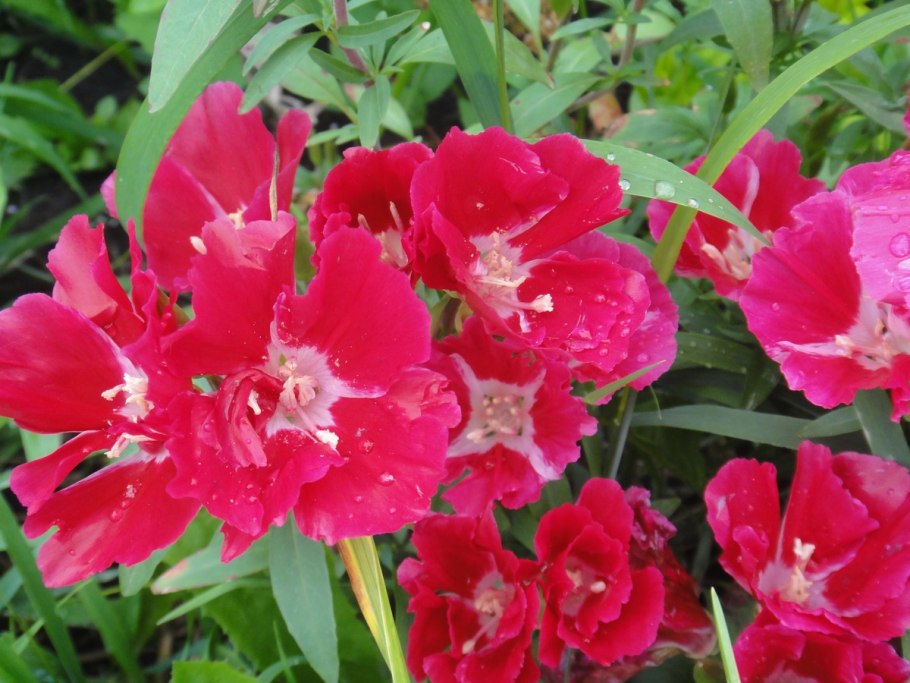 Годеция крупноцветковая Рембрандт