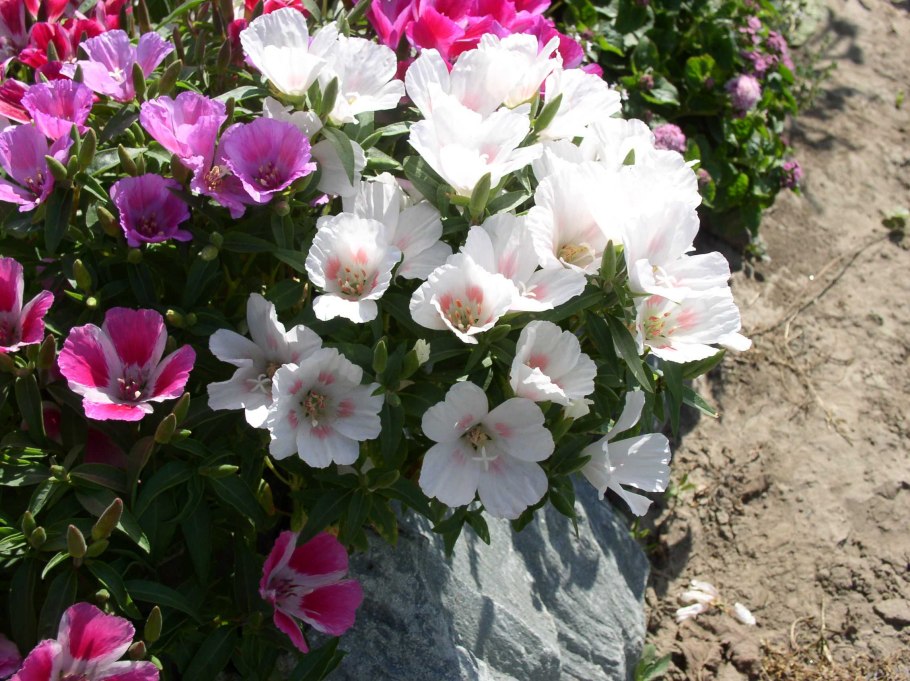 Годеция махровая Азалия