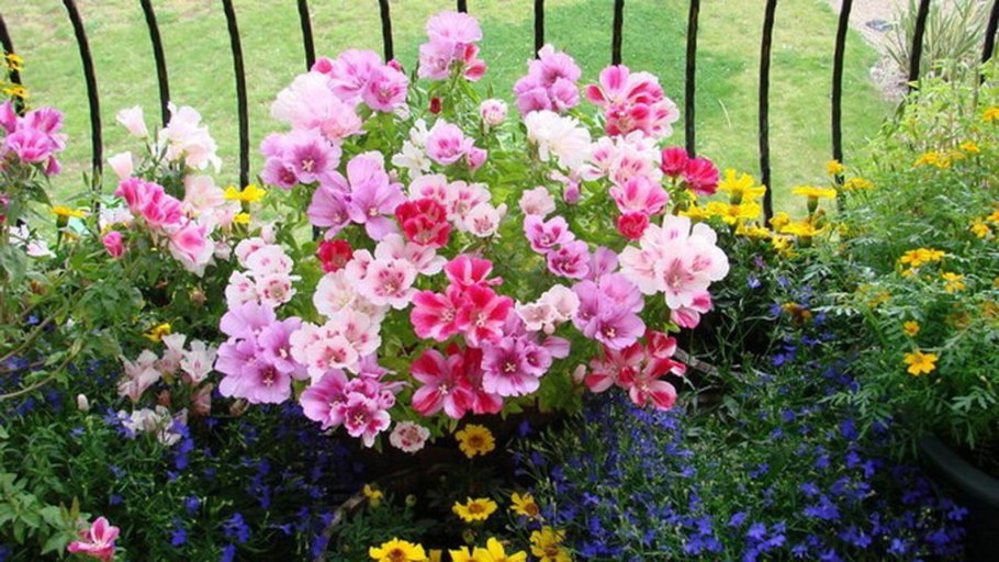 Цветы кларкия годеция лаватера