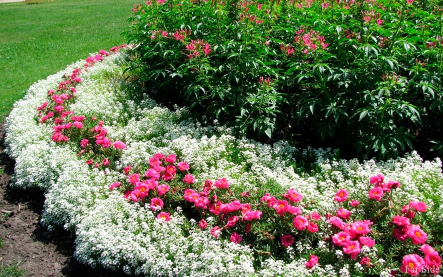 Алиссум бордюрный