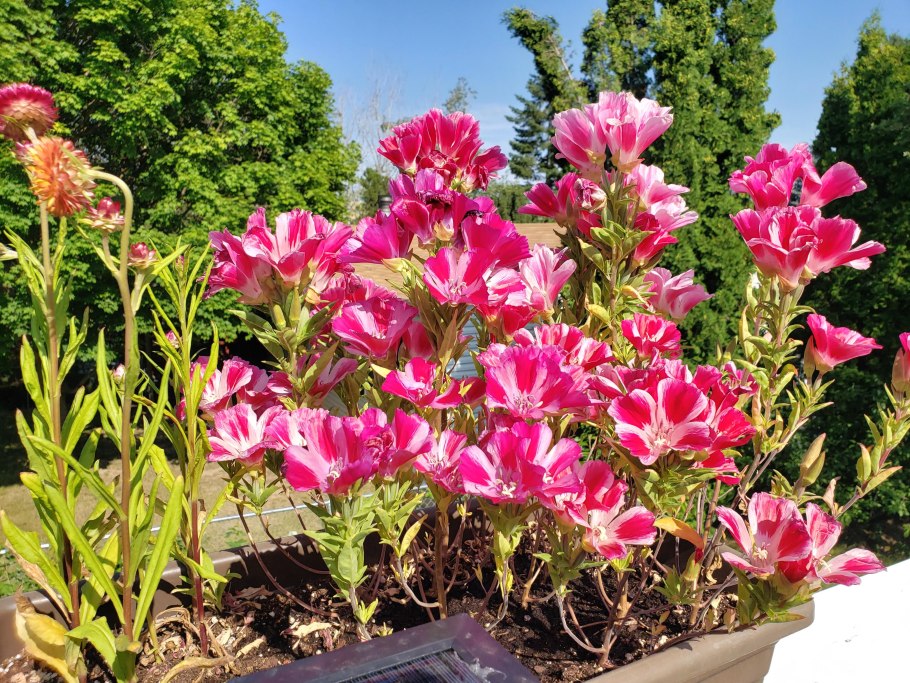 Годеция Рубикунда