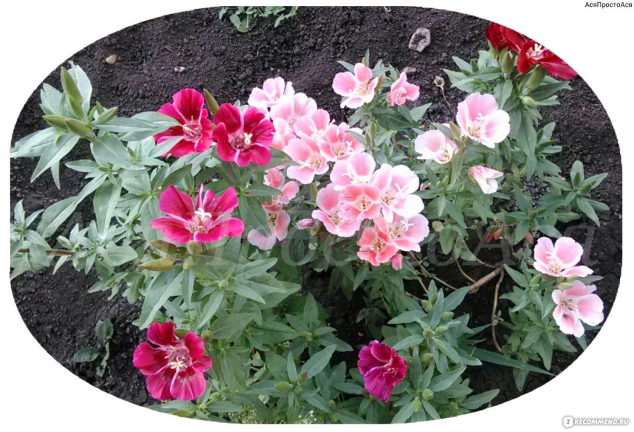 Годеция Монарх рассада