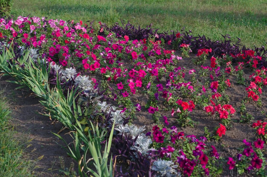 Алиссум годеция кохия