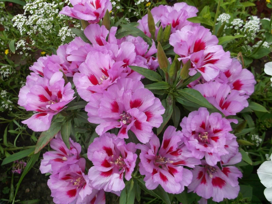 Кларкия годеция