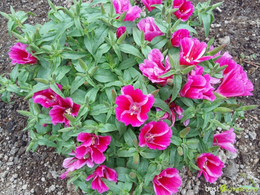 Цветы годеция Монарх