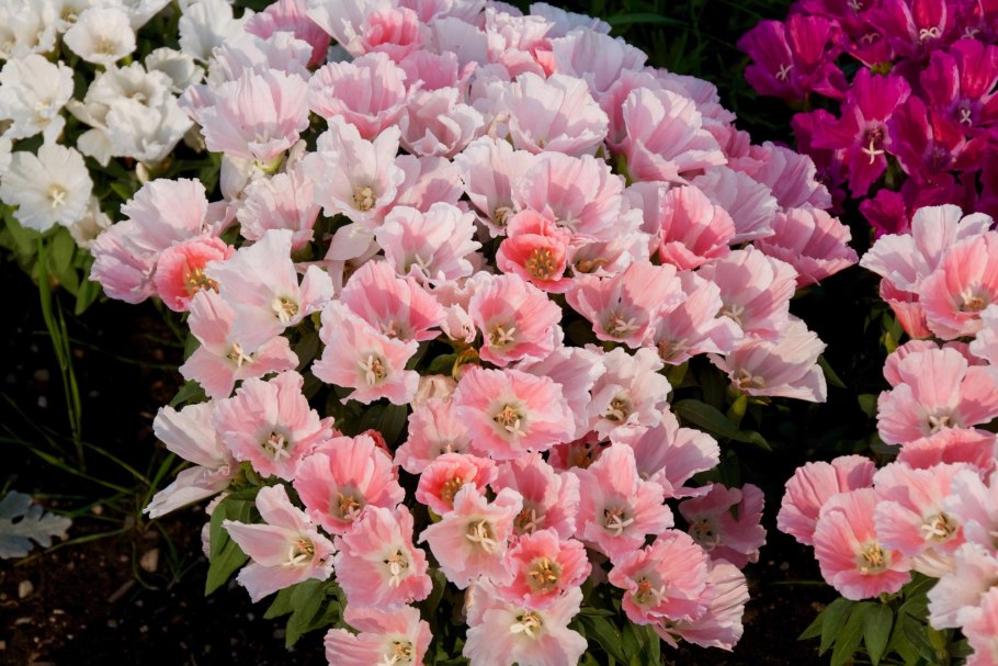 Годеция Метеор